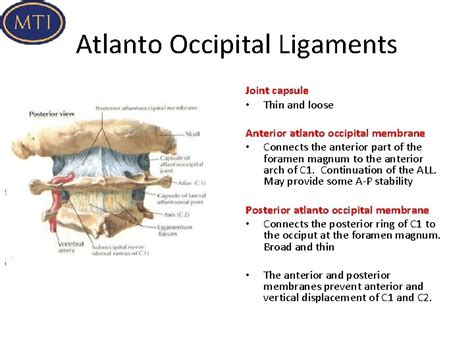 Advanced Cervical Spine Anatomy and Biomechanics Atlanto Occipital