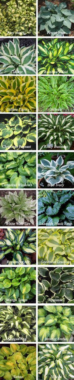 10 Low Maintenance Perennials Western Garden Centers Shade Plants