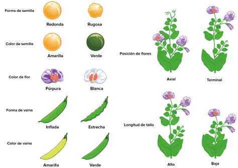 Leyes De Mendel Mapa Conceptual Png Nietma Images 2450 The Best Porn