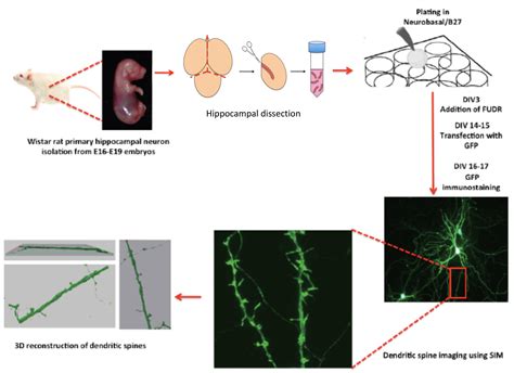 Dendritic Structures Hippo Campus