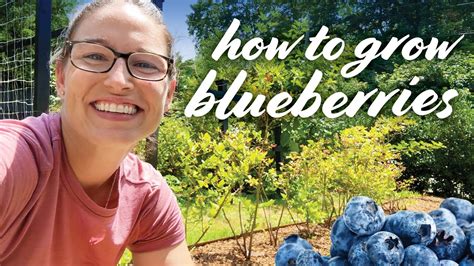 Blueberry Plant Care Prune Fertilize Soil Harvest Water Pests