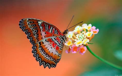 Download Colorful Butterfly Full Screen Hd Desktop Wallpaper ...