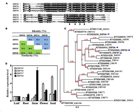 Small Erfs In Arabidopsis A Amino Acid Sequence Alignment Of Small