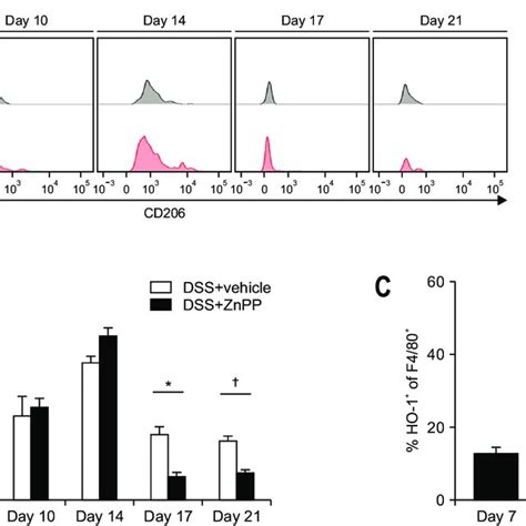 The Enhanced Expression Of CD206 And Heme Oxygenase 1 HO 1 In