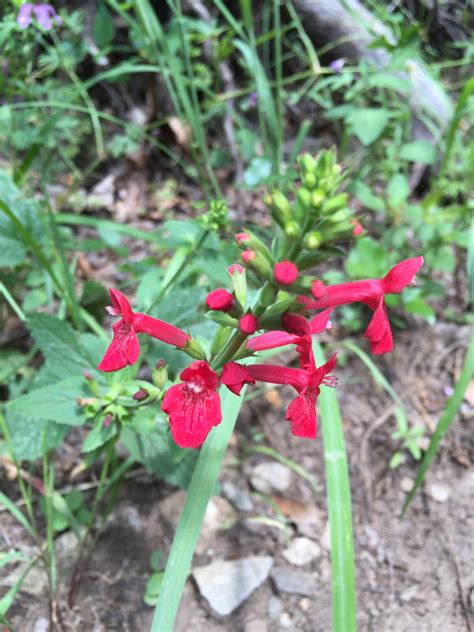 Scarlet Hedgenettle From Coronado National Forest Sonoita AZ US On