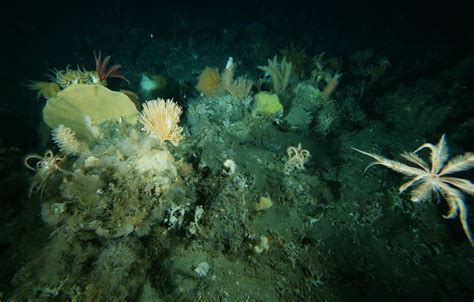 南极深海发现多种神秘生物 体型巨大奇形怪状新闻中心新浪网