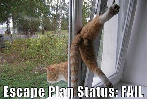 16 Cats Who Immediately Regretted Their Decisions In These Hilarious Fails