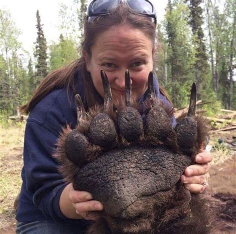 PsBattle: this lady holding a grizzly bears paw : r/photoshopbattles