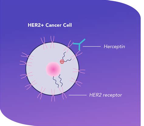 How Herceptin® (trastuzumab) is Thought To Work | Herceptin ...