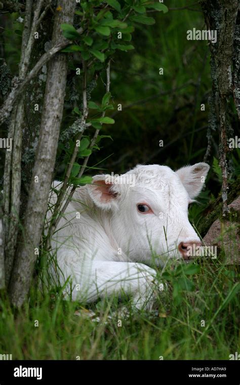 Albino Cow High Resolution Stock Photography and Images - Alamy