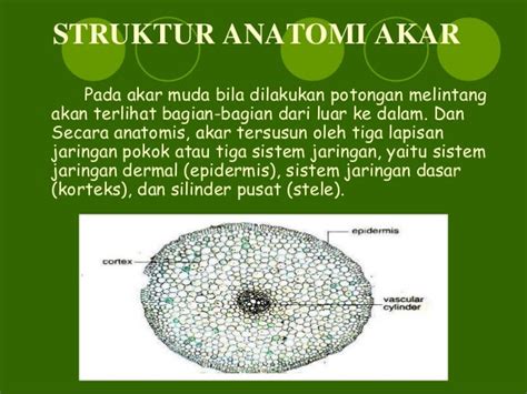 Gambar Anatomi Akar Kacang Tanah Dan Keterangan Bagian Bagiannya