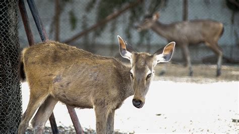 Chronic Wasting Disease | Boone and Crockett Club