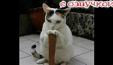 КТО ТУТ Котиков НЕ Любит? Приколы с котами! Самые Смешные Животные С ...