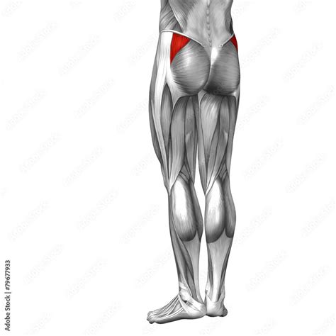 Conceptual 3D human back upper leg muscle anatomy Stock Illustration ...