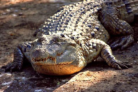 Philippine Crocodile Wikipedia