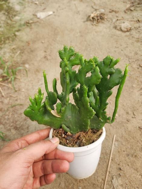 Uma pessoa está segurando uma planta que está prestes a ser plantada em