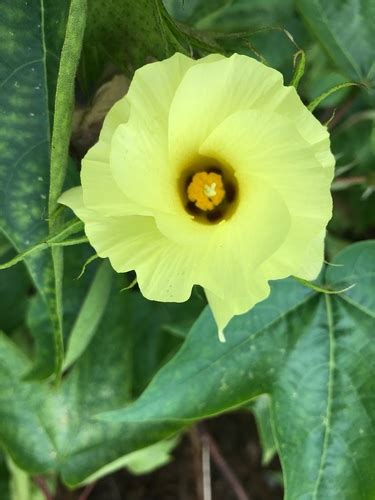 Sea Island Cotton Gossypium Barbadense Inaturalist