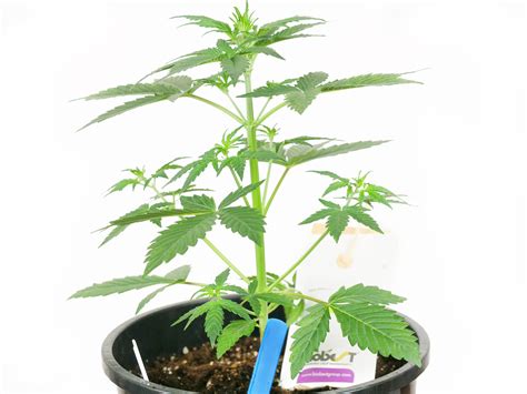 Purple Skunk Automatic Grow Report Indoor Sensi Seeds