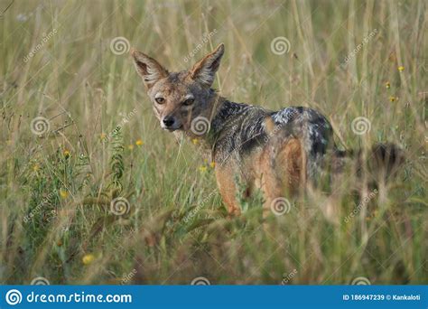 Golden Jackal Canis Aureus Safari Wild Portrait Stock Image Image Of