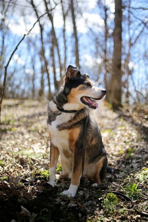 Niemieckiej Bacy Border Collie Mieszanki Trakenu Psa Obsiadanie W Lesie