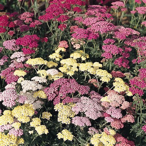 Achillea Millefolium Colorado Mix Yarrow Colorado Mix In