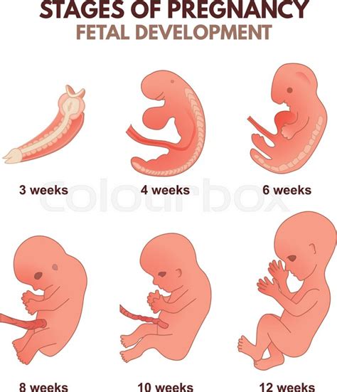 Stages Of Fetal Development Week