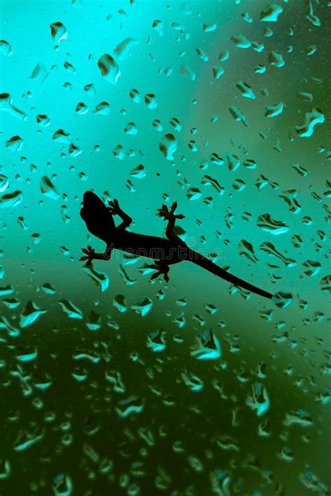 Gecko Climbing Wet House Glass Window Stock Photos Free And Royalty