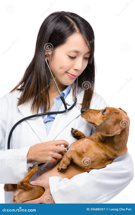 Female Veterinarian Exam Dachshund Dog Stock Image Image Of People