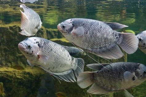 Teknik Pendederan Ikan Gurame Di Instalasi Perikanan Budidaya Pandaan