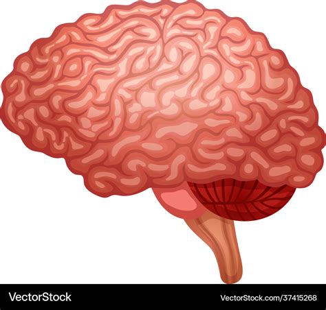 Flat Brain Icon Royalty Free Vector Image Vectorstock