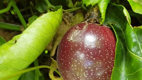 My Panama Red Passion Fruit Vines In Miami Florida Youtube