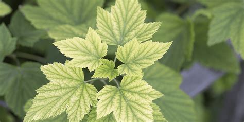 How To Fix And Treat Iron Chlorosis In Plants Platt Hill Nursery