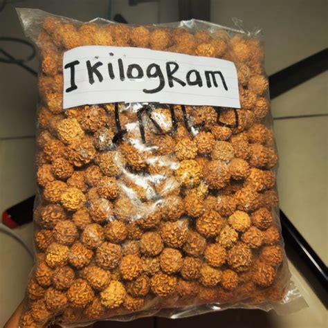 Jual Biji Jenitri 1 Kilo Rudraksha Original Shopee Indonesia