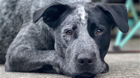 Lab Blue Heeler Mix Puppies Everything You Should Know