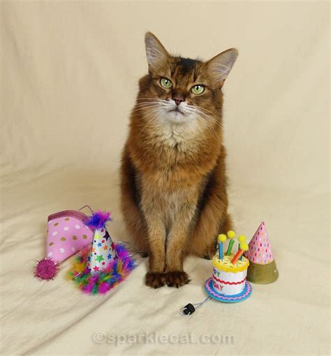 Birthday Hat Cat - Summer’s Fabulous Cat Life