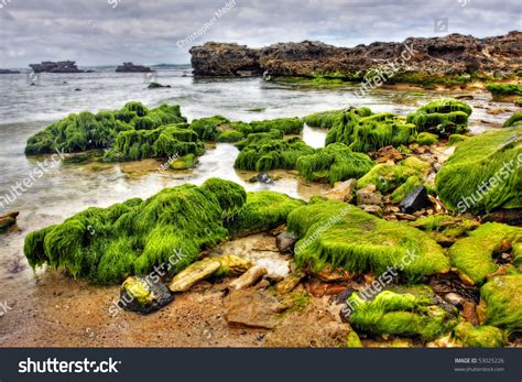 Rock Covered Green Algae Landscape Stock Photo 53025226 Shutterstock