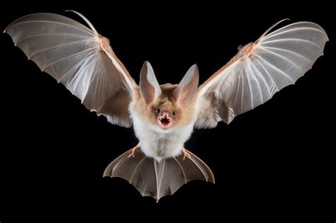 Premium Photo A Bat With Wings Spread