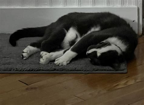 Do other people’s cats sleep like this?? Luigi makes himself snore : r/cats