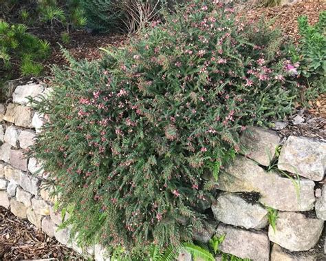 Grevillea Ground Cover Varieties Australian Native Guide