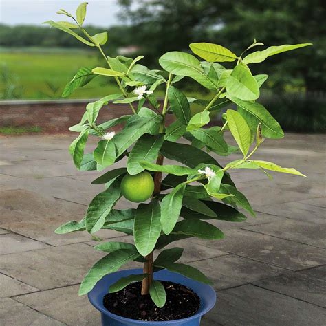 Guava Super Dwarf Buy Plants Online Pakistan Online Nursery