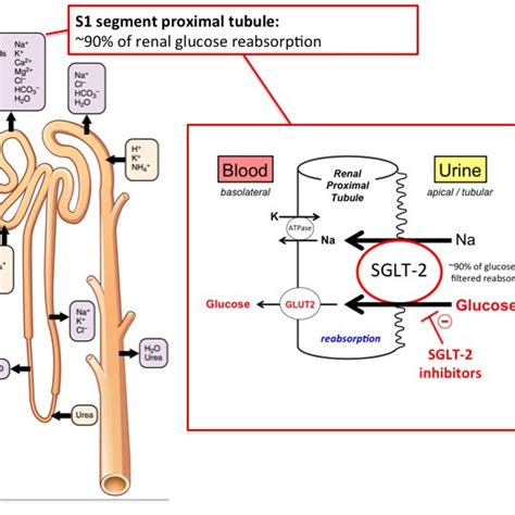 Canagliflozin (Mechanism of action) | Download Scientific Diagram