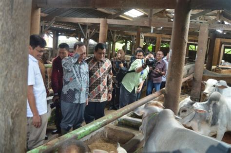 Indonesia Bisa Swasembada Daging Sapi Dalam 10 Tahun Mendatang