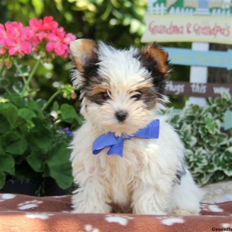 Biewer Terrier Puppies For Sale Greenfield Puppies Yorkie Puppy