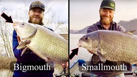 Bigmouth Vs Smallmouth Buffalo Youtube