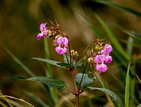 Himalayan Balsam Ultimate In Depth Guide And How To Get Rid Of It