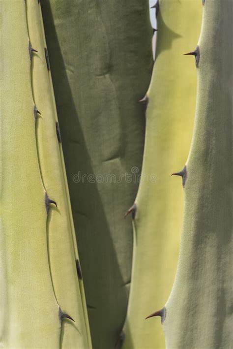 Plants Close Up Of Spikey Leaves Of Agave Agave Americana AKA Maguey