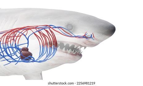 1,116 Shark With Blood Images, Stock Photos & Vectors | Shutterstock