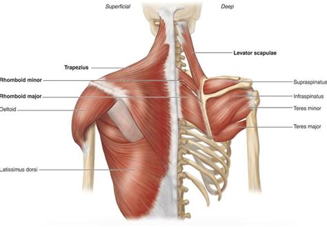 The Teres Major Muscle Yoganatomy