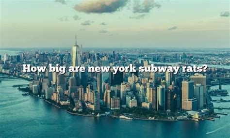 How Big Are New York Subway Rats? [The Right Answer] 2022 - TraveliZta