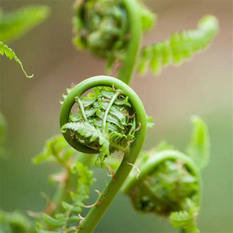 Buy Fresh Fiddleheads Fiddlehead Vegetable Fuzzy Fern Fiddleheads